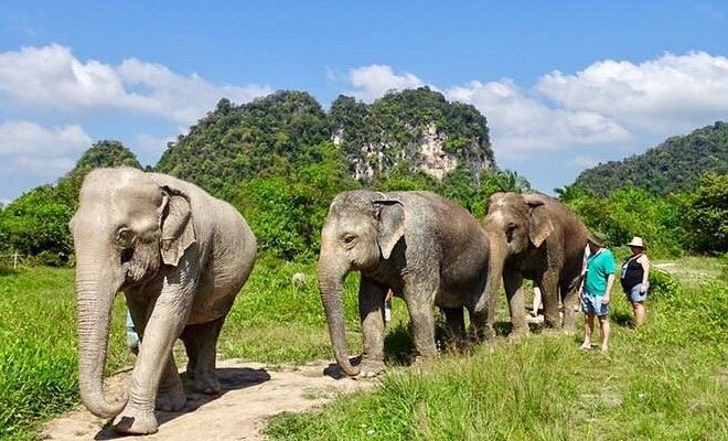Peaceful Elephant Sanctuary Encounters Centered On Learning Without Exploitation Or Harm