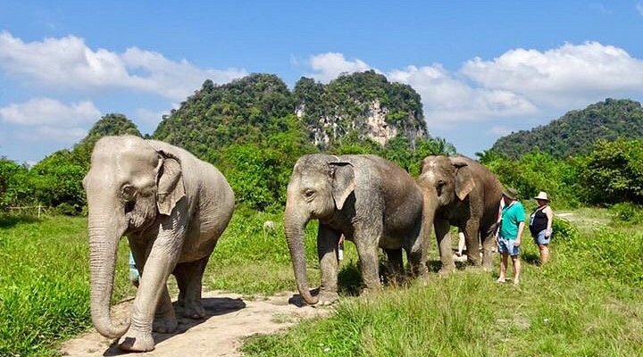 Peaceful Elephant Sanctuary Encounters Centered On Learning Without Exploitation Or Harm