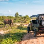 What Makes a Luxury Safari Experience Truly Unforgettable