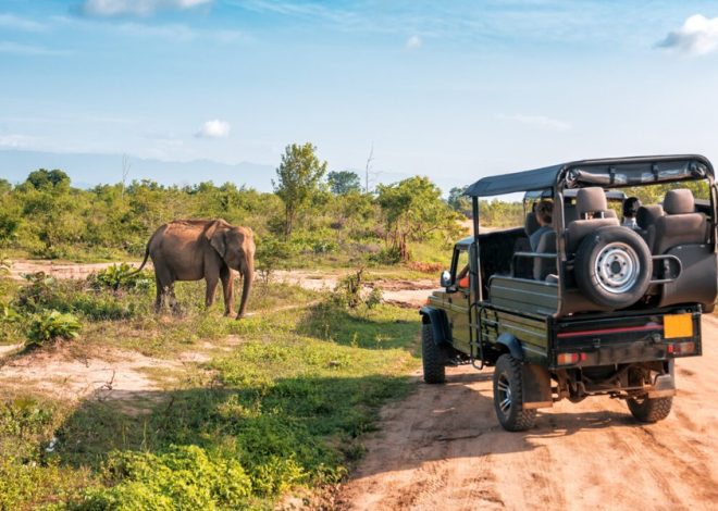 What Makes a Luxury Safari Experience Truly Unforgettable