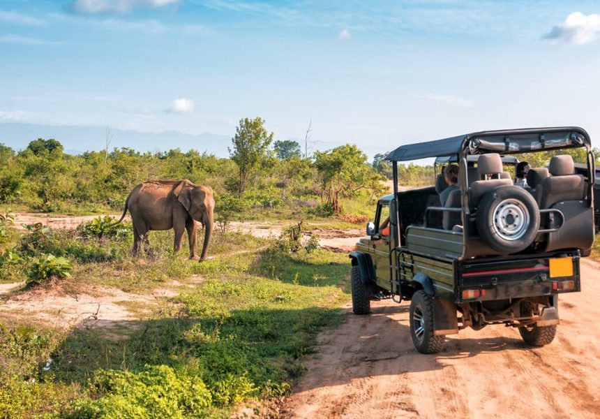 What Makes a Luxury Safari Experience Truly Unforgettable