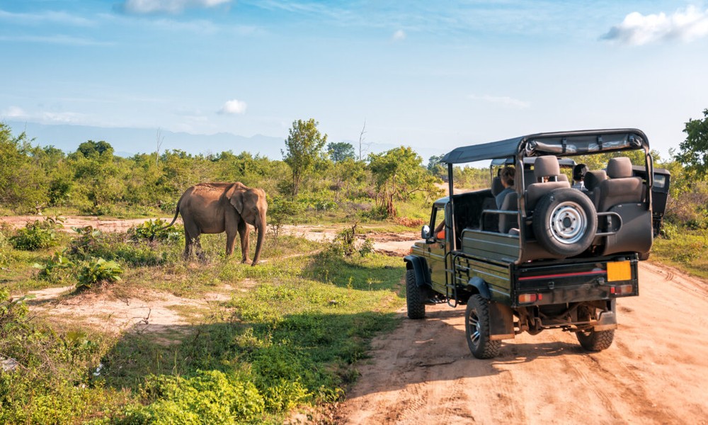 What Makes a Luxury Safari Experience Truly Unforgettable