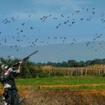 Why Argentina Dove Hunting Is Every Sportsman’s Dream