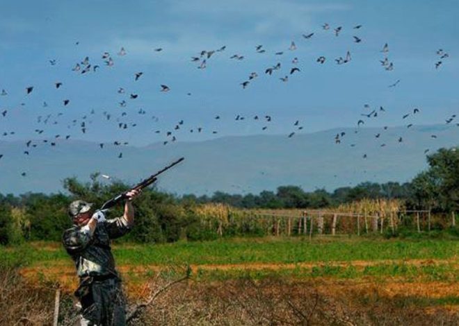 Why Argentina Dove Hunting Is Every Sportsman’s Dream
