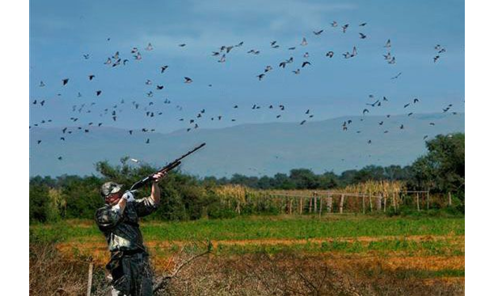 Why Argentina Dove Hunting Is Every Sportsman’s Dream